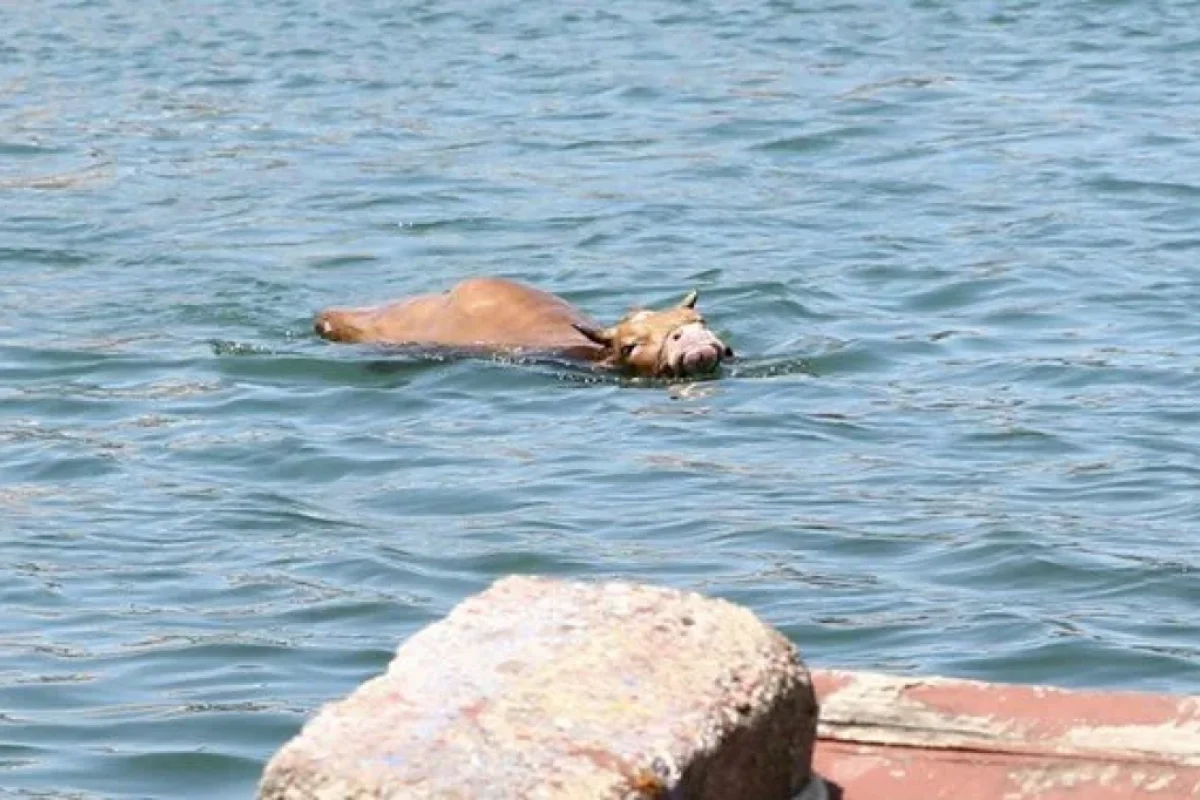 Qurbanlıq heyvan qaçdı