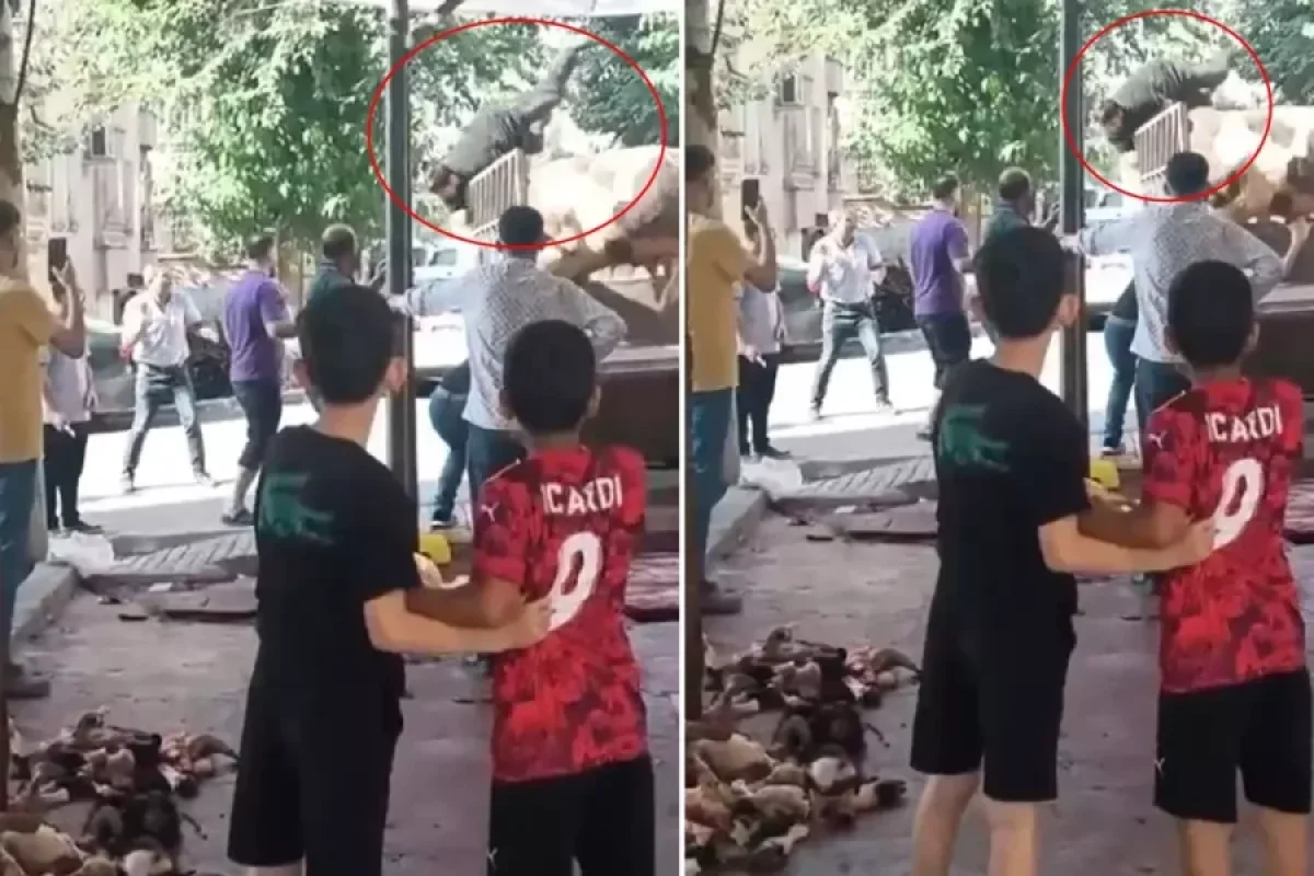 Qurbanlıq üçün gətirilən öküz - DƏHŞƏT SAÇDI