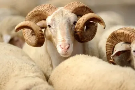 Qurban bayramında hər kəsin səhv bildiyi düz görün nə imiş - Bunu etməyin!