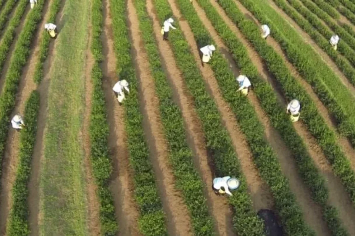 Bu heyvan kənd təsərrüfatını - MƏHV EDİR