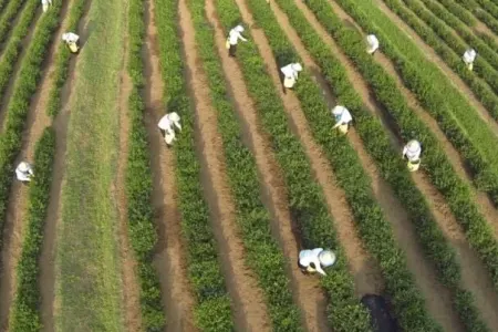 Bu heyvan kənd təsərrüfatını - MƏHV EDİR