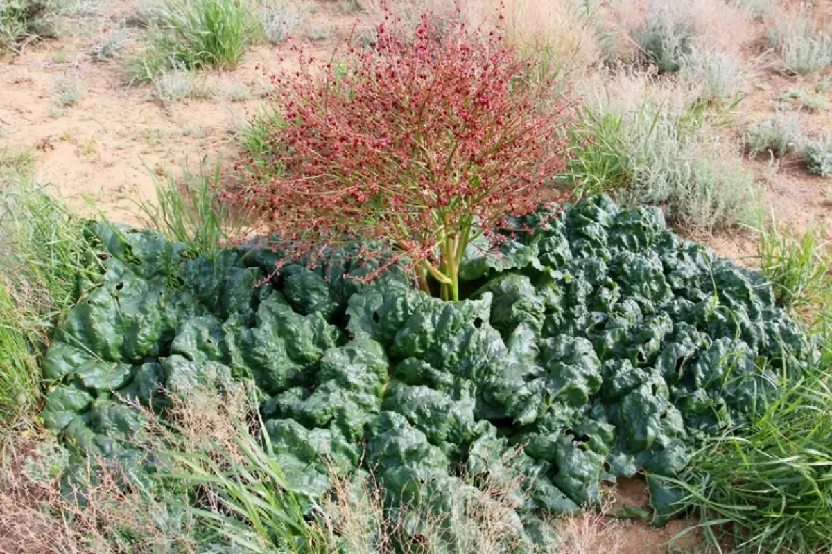 Sərhəddə "ölümsüzlük otu" TAPILDI - Görün nələrə qadirdir