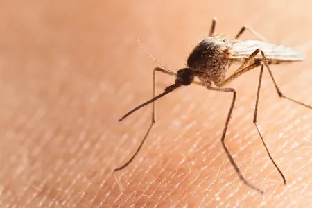 Yay gələn kimi ağcaqanad dərdi də gəlir