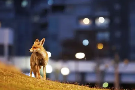 Tülkülər "Google"un London ofisini zəbt edib