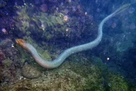 Xəzər dənizindəki ilanlar təhlükəlidir?