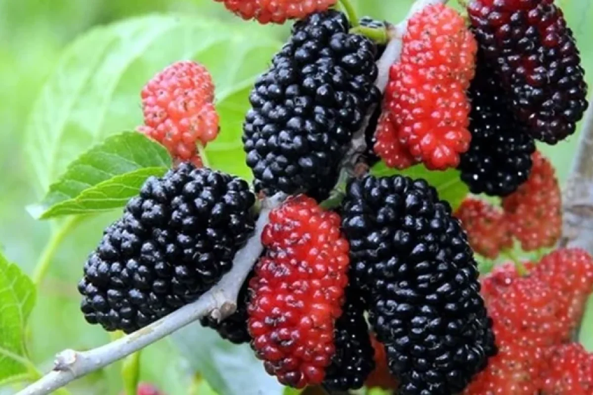 Qırmızı tut, yoxsa ağ tut?