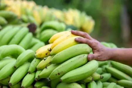 Yaşıl banan xərçəngə yoluxmanın qarşısını alır