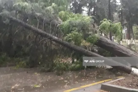 Güclü külək Zaqatala və Balakəndə fəsadlara səbəb oldu