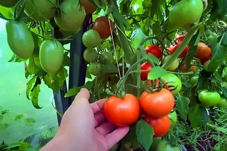 Pomidor yetişdirilməsi ilə bağlı - Maraqlı məsləhətlər