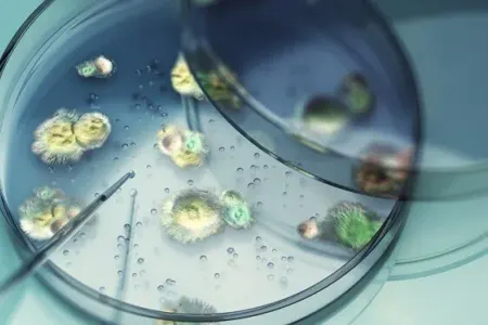 Ölümcül göbələk yayılır