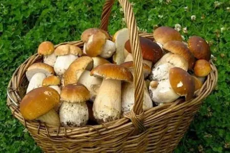 Niyə göbələkdən - ZƏHƏRLƏNİRİK?