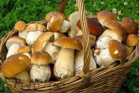 Niyə göbələkdən ZƏHƏRLƏNİRİK?