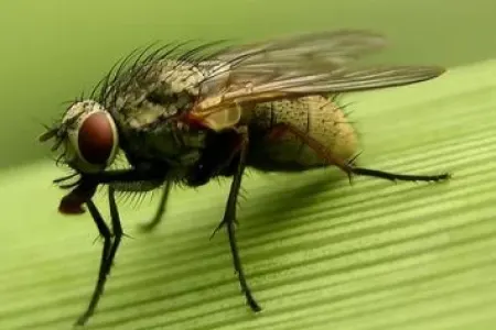 Milçəklərin kökünü kəsir: - hər otaqda 1 ədəd saxlayın