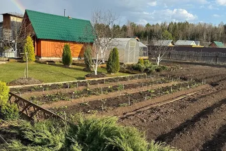 Bu ağacları həyətə əkməyin: - Bədbəxtlik gətirir