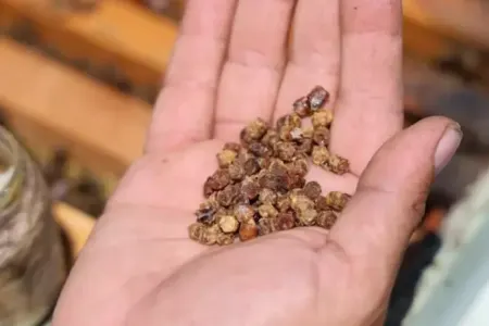 Keçmişdə zibilə atılırdı, indi kilosu 300 manata satılır