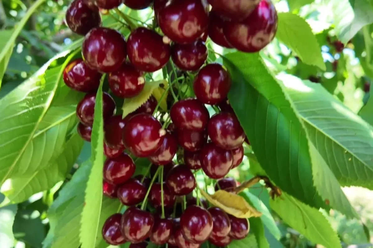 Bakıda fantastik qiymətə gilas satılır - Özəlliyi isə…