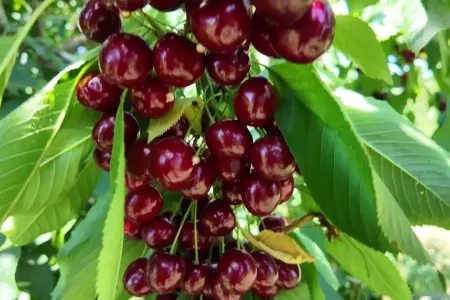 Bakıda fantastik qiymətə gilas satılır - Özəlliyi isə…