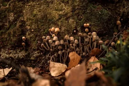 Bu göbələk xərçəngə qarşı silaha çevrilir