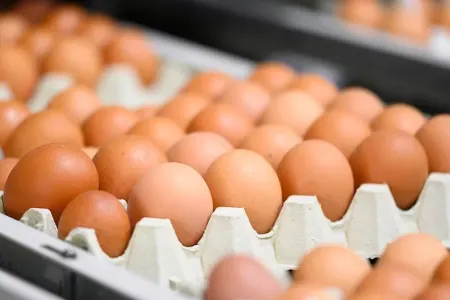 Yumurtaları belə seçin - Diqqət!