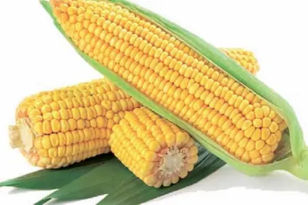 Qarğıdalı bu problemlərə SƏBƏB OLUR