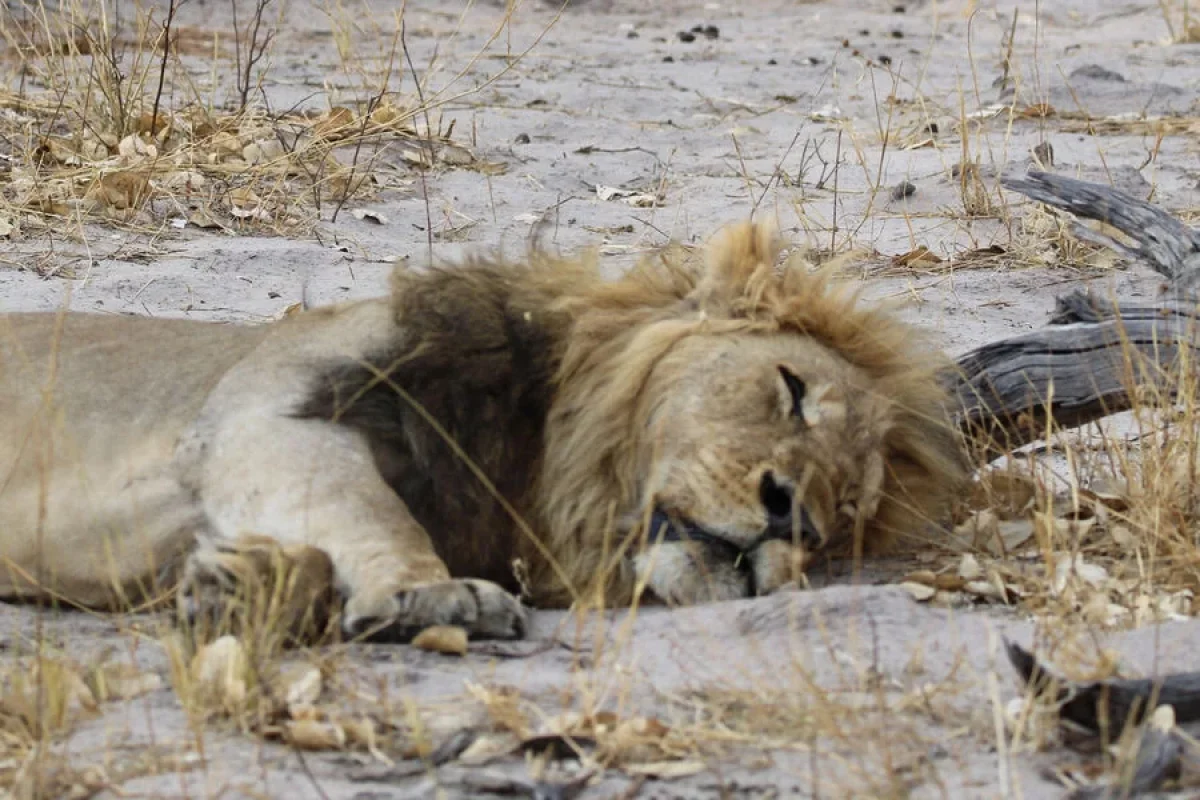 Hindistanda beş yaşlı uşağı şir - PARÇALADI