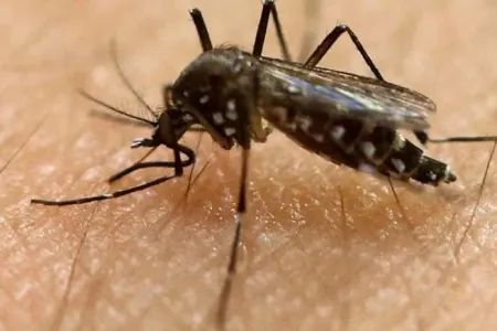 Ağcaqanadları uzaqlaşdırmaq üçün mükəmməl üsul: - Artıq sizə yaxın durmayacaqlar