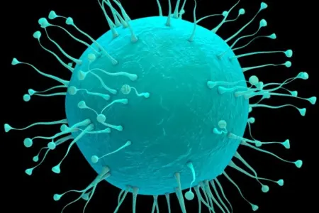 Çinin cənubunda yaşayan yarasalarda potensial təhlükəli iki virus aşkarlanıb