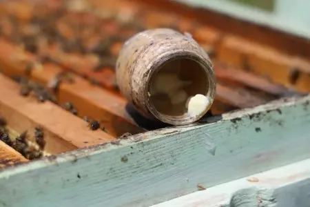 Kilosu 2 min manatdır