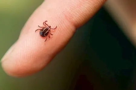 Təbiətdə gəzmək artıq risk daşıyır: - Öldürə bilər!