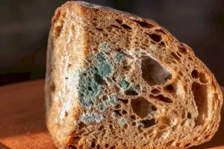 Bu qidalar kiflənsə də, yeyilə bilər – Hansılar təhlükəsizdir?