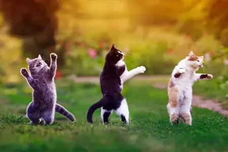 Bu pişiyi satsanız, ev ala bilərsiniz - Dünyanın ən bahalı pişik cinsləri