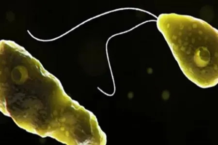 Bu limanda toksinlər və aqressiv birhüceyrəli növlər tapıldı