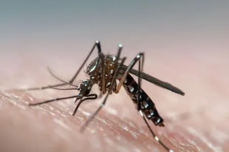 Həyət evlərində qalanlar həşəratlara qarşı bu dərmanlardan istifadə etsinlər - VİDEO