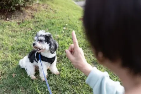 Niyə itiniz sizi dinləmir və… hər kəsin etdiyi əsas səhvlər