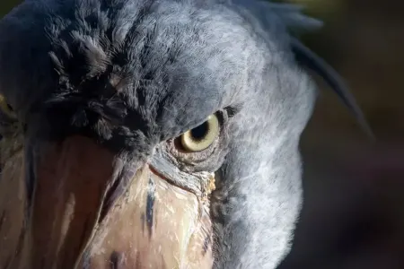 Dünyanın ən qəribə quşu - Onun varlığı alimləri təəccübləndirir