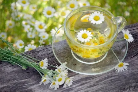 Çobanyastığı çayı nə üçün faydalıdır?