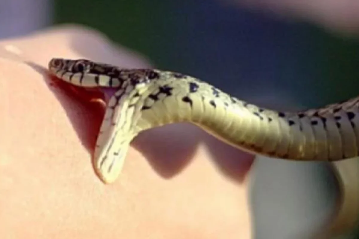 Tərtərdə ilanın sancdığı sakin Bakıya gətirildi