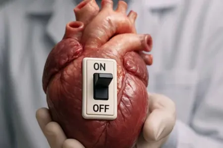 Alimlər ürəkdə “Aç/Söndür” düyməsi kəşf etdi - – bu mexanizm nə işə yarayır?