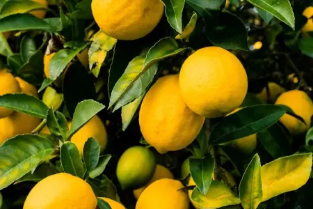 Bir ədəd limon 2 manat oldu