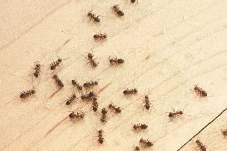 Evinizdəki qarışqalar sizə mesaj gətirir - DİQQƏT!