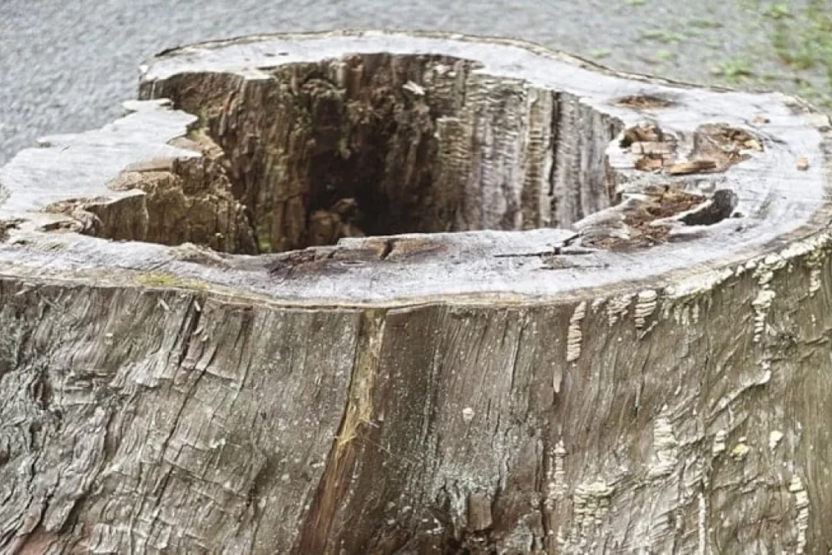 Mətbəxdən götürüb ağacın gövdəsinə tökün: - Dərhal yox olacaq