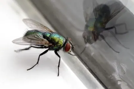 Milçəklərdən qurtulmağın sadə yolu: Cəmi iki inqrediyent kifayətdir