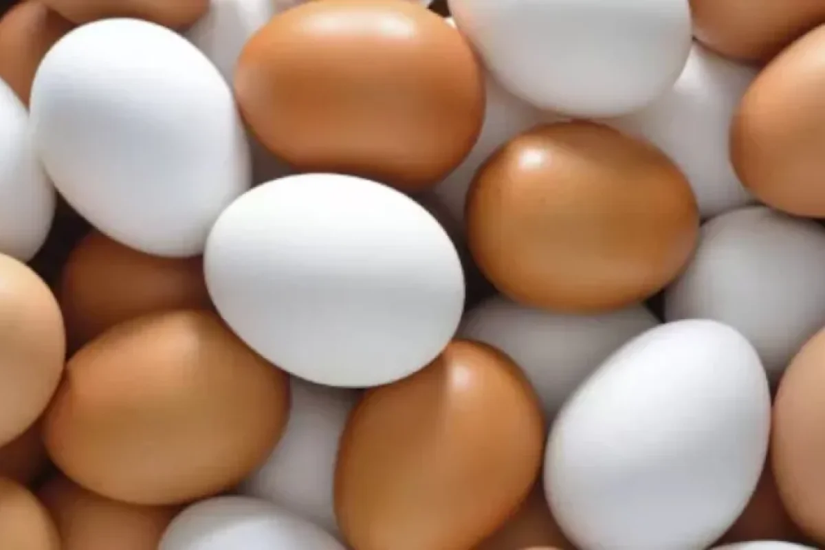 Bu yumurtaları - ALMAYIN