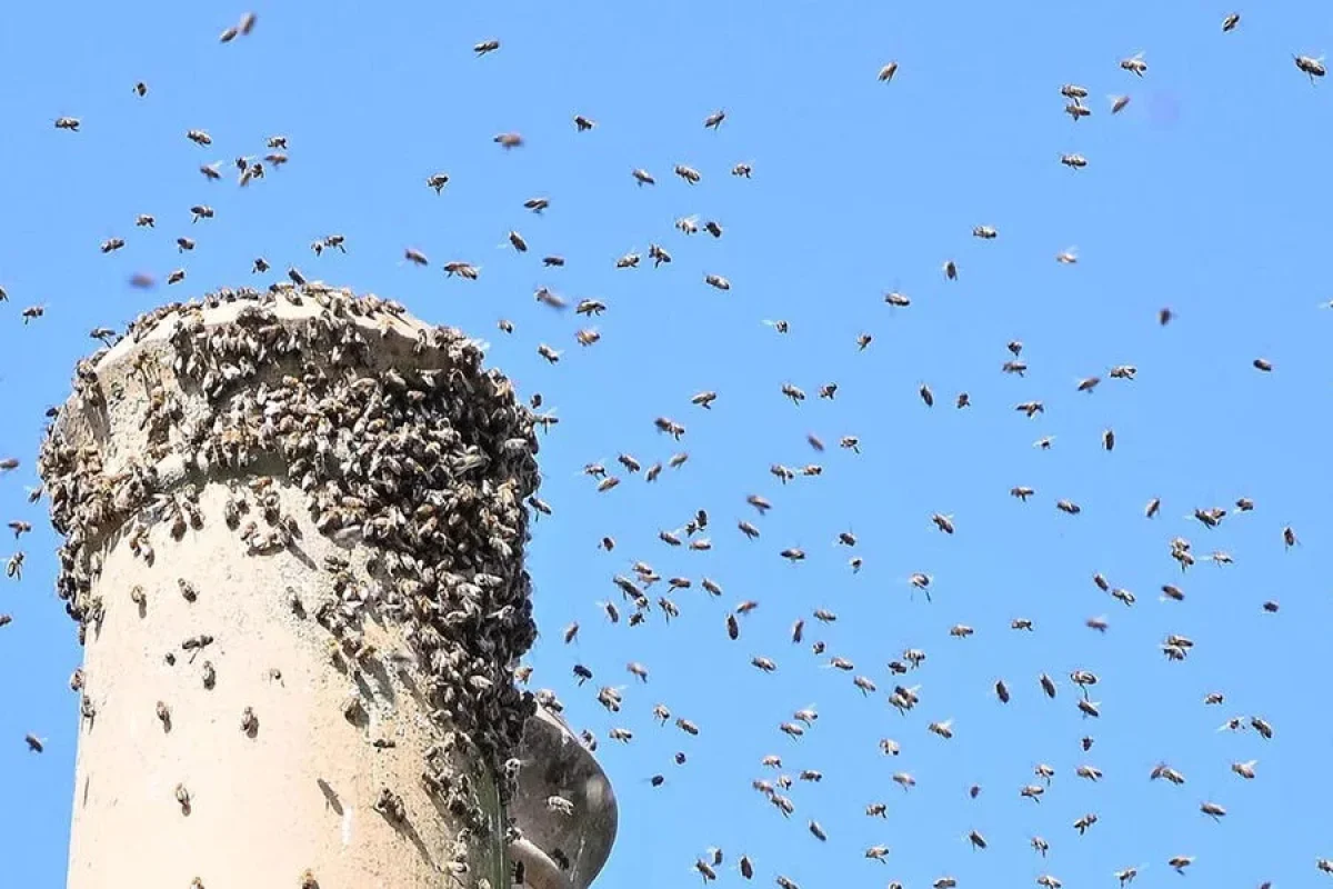 Arılar 20-dən çox şəxsə hücum etdi: - 3-nün vəziyyəti ağırdır