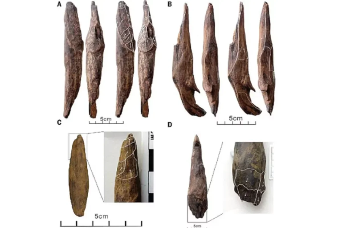 Çində oksigensiz şəraitdə qalmış 300 min il əvvələ aid taxta alətlər tapıldı