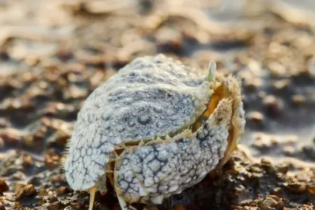 Niyə qutu xərçəngi dünyanın ən sadiq "əri" sayılır?