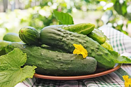 Bir müalicədən sonra xiyardakı sarı ləkələr həmişəlik gedir - Əsl tövsiyə