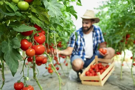 İkiqat məhsul üçün iyul ayında pomidorları belə SULAYIN? - 7 sadə qayda