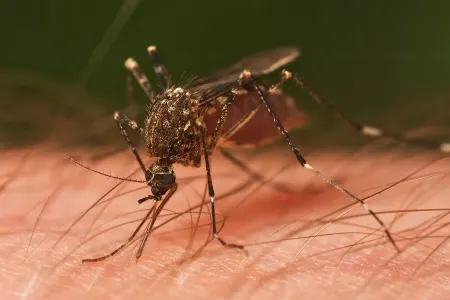 Ağcaqanadlardan bezənlərin NƏZƏRİNƏ - Bu, saniyədə 30-nu öldürür