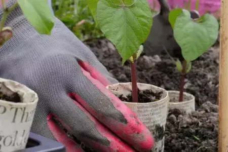 Bağınız ot bitməyəcək, çiçəklər çiçəklənəcək - Qəzetdən istifadə edin!